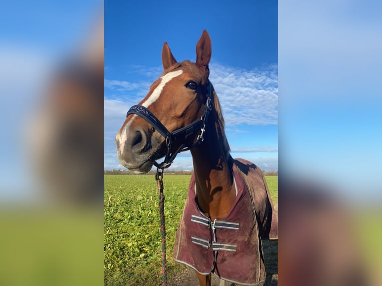 Polnisches Warmblut Stute 8 Jahre 175 cm Fuchs in München
