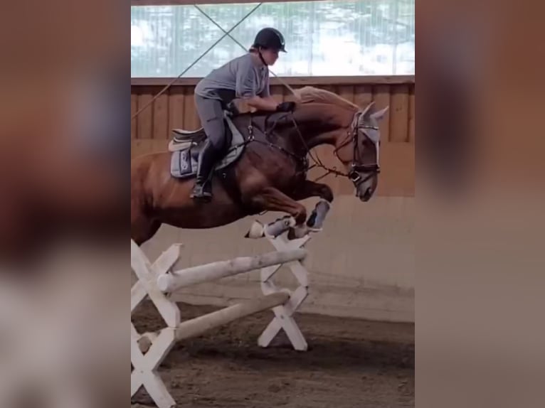 Polnisches Warmblut Stute 8 Jahre 175 cm Fuchs in München