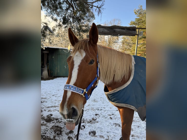 Polnisches Warmblut Stute 8 Jahre 175 cm Fuchs in München
