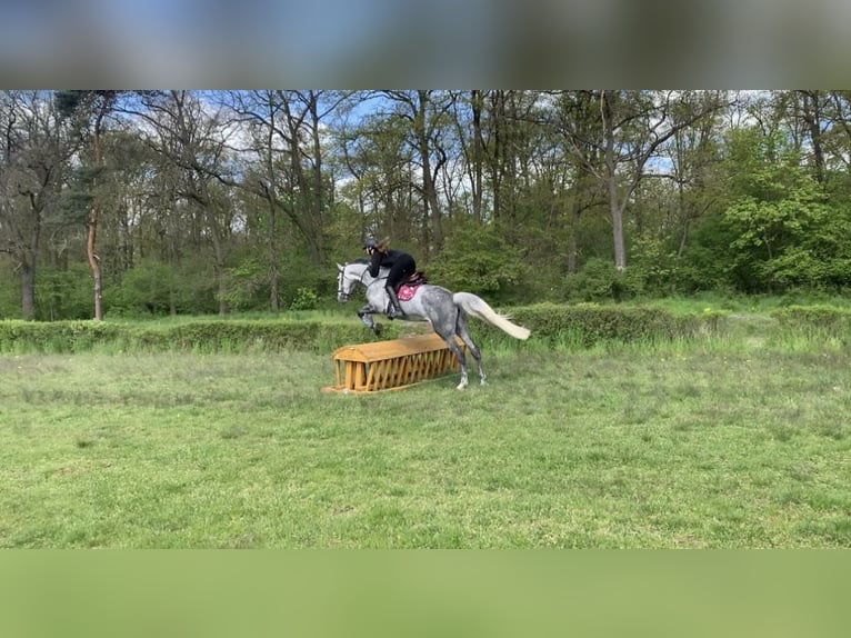 Polnisches Warmblut Stute 8 Jahre 175 cm Schimmel in Ostrów wielkopolski