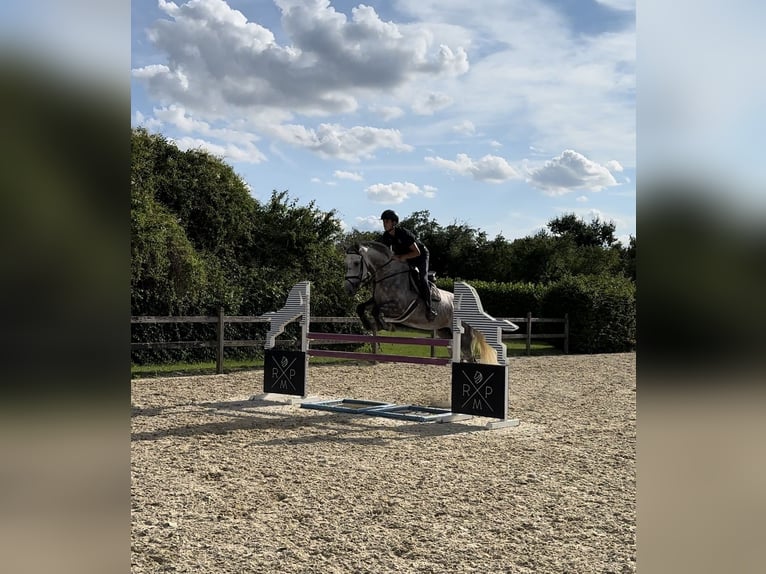 Polnisches Warmblut Stute 8 Jahre 175 cm Schimmel in Ostrów wielkopolski