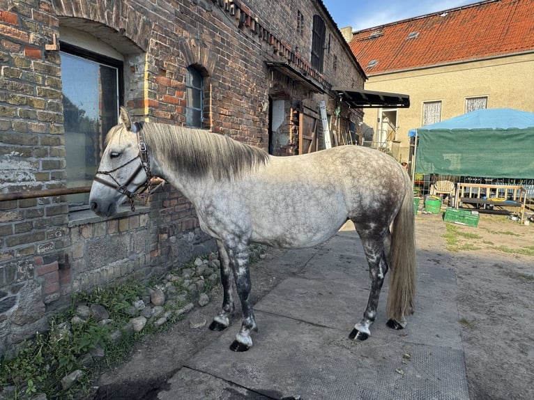 Polnisches Warmblut Stute 9 Jahre 160 cm Apfelschimmel in Wietstock