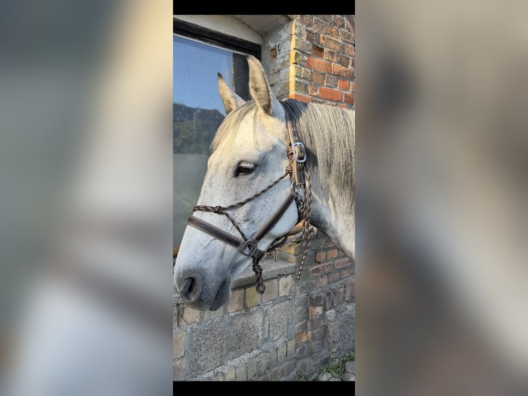 Polnisches Warmblut Stute 9 Jahre 160 cm Apfelschimmel in Wietstock
