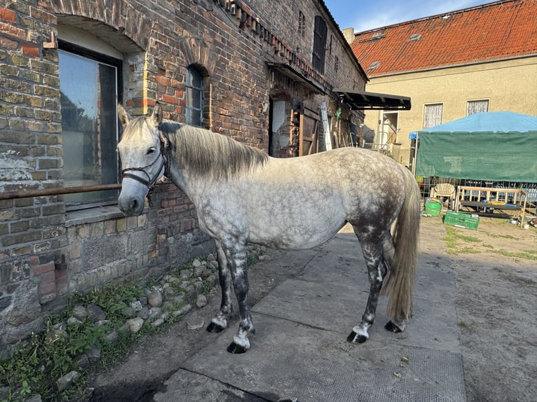 Polnisches Warmblut Stute 9 Jahre 160 cm Apfelschimmel in Wietstock