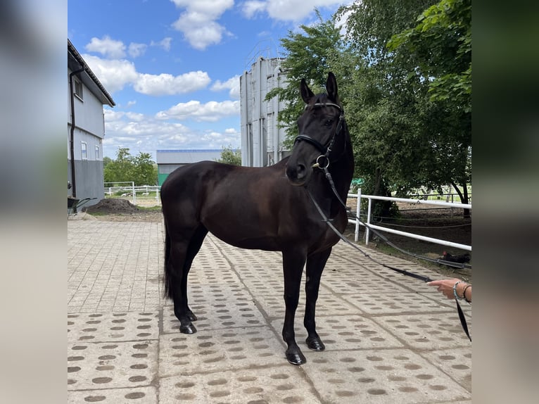 Polnisches Warmblut Stute 9 Jahre 160 cm Rappe in Ostr&#xF3;w Wielkopolski