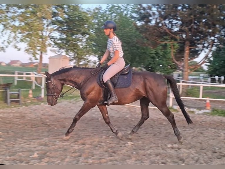 Polnisches Warmblut Stute 9 Jahre 160 cm Rappe in Ostr&#xF3;w Wielkopolski