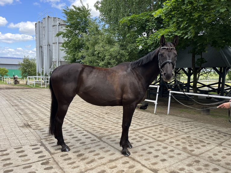 Polnisches Warmblut Stute 9 Jahre 160 cm Rappe in Ostr&#xF3;w Wielkopolski