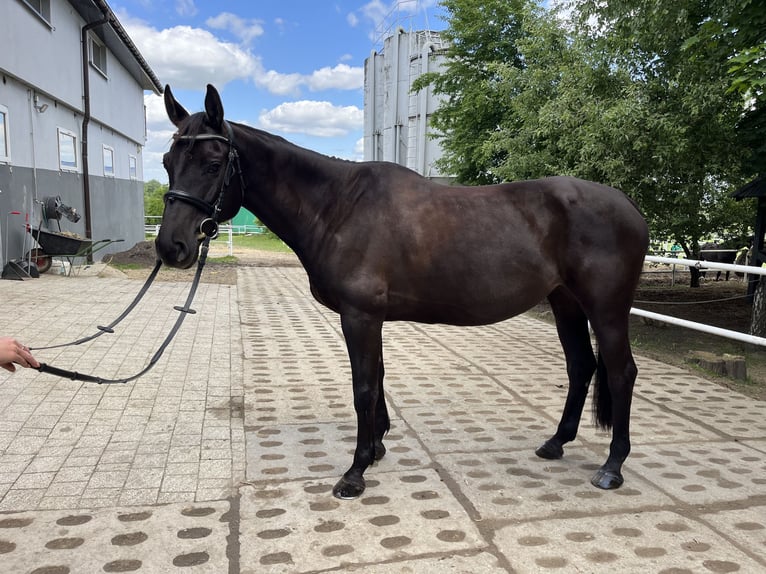 Polnisches Warmblut Stute 9 Jahre 160 cm Rappe in Ostr&#xF3;w Wielkopolski