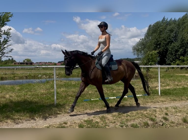 Polnisches Warmblut Stute 9 Jahre 160 cm Rappe in Ostr&#xF3;w Wielkopolski