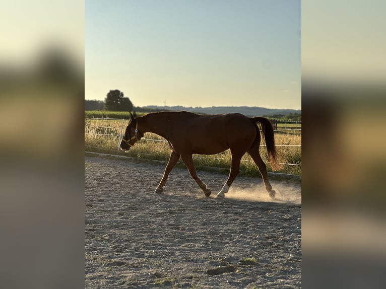 Polnisches Warmblut Stute 9 Jahre 163 cm Fuchs in M&#xFC;nsingen