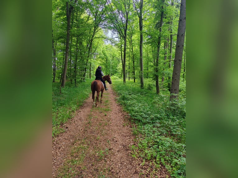 Polnisches Warmblut Stute 9 Jahre 163 cm Fuchs in M&#xFC;nsingen