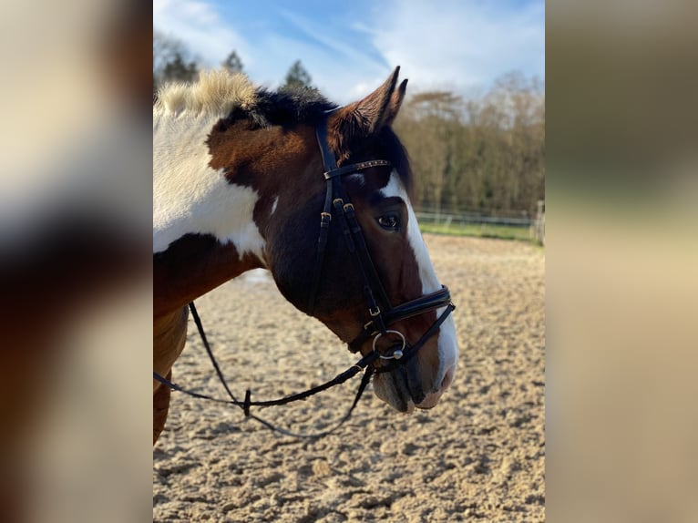 Polnisches Warmblut Stute 9 Jahre 163 cm Schecke in Hameln