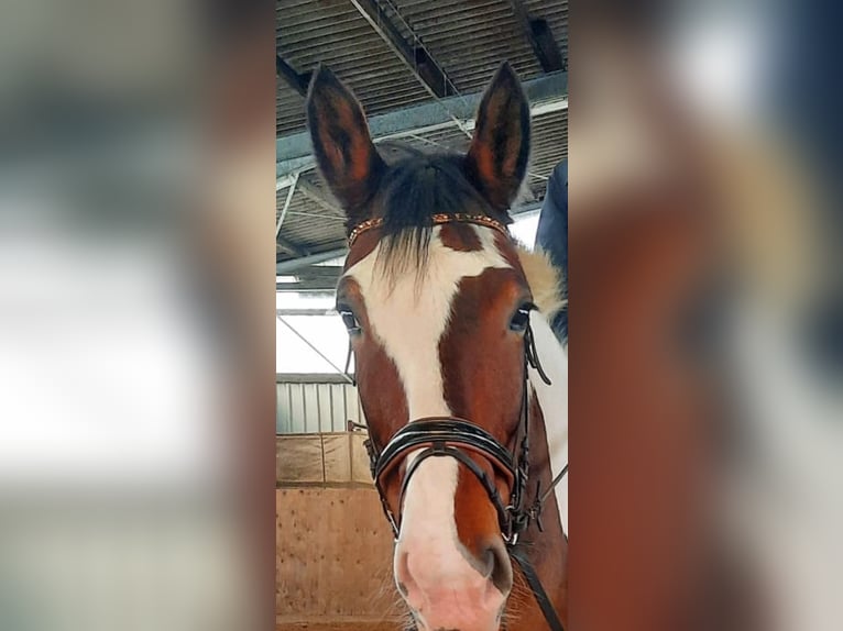 Polnisches Warmblut Stute 9 Jahre 163 cm Schecke in Hameln