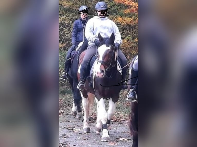 Polnisches Warmblut Stute 9 Jahre 163 cm Schecke in Hameln