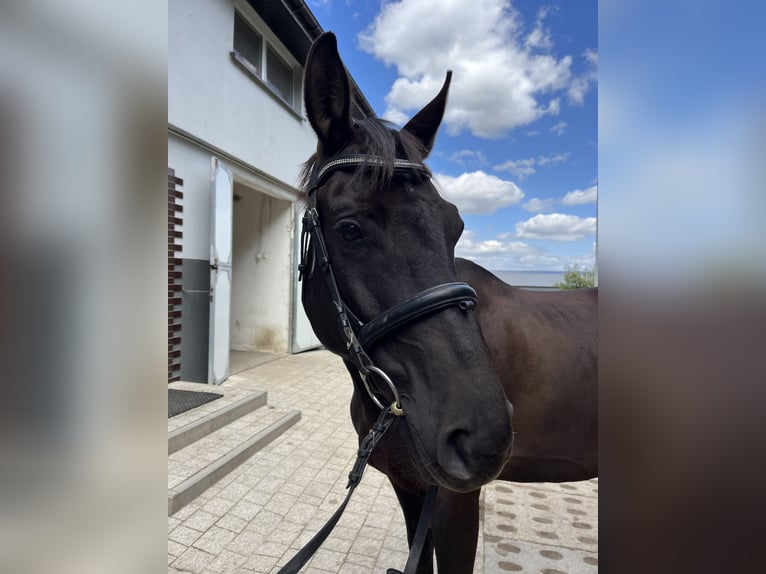 Polnisches Warmblut Stute 9 Jahre 164 cm Rappe in Ostr&#xF3;w Wielkopolski