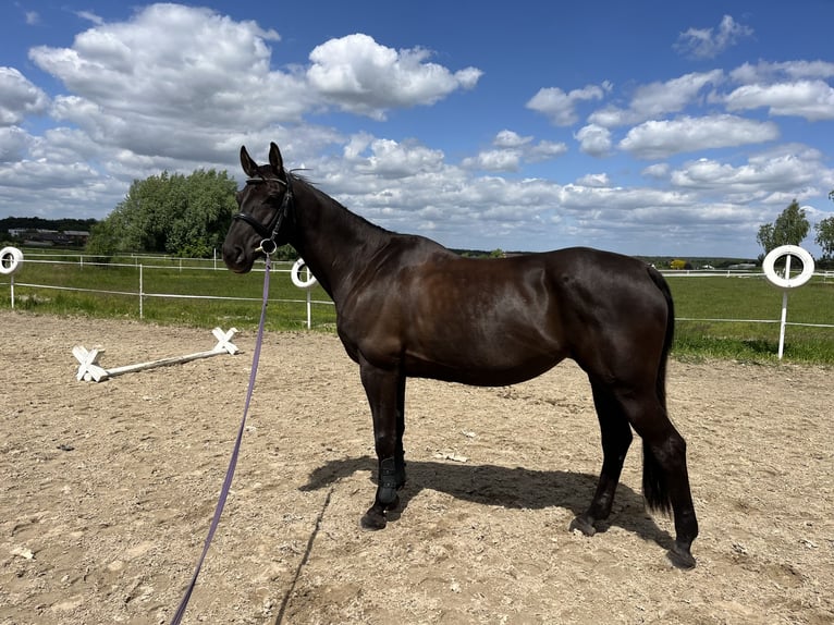 Polnisches Warmblut Stute 9 Jahre 164 cm Rappe in Ostr&#xF3;w Wielkopolski