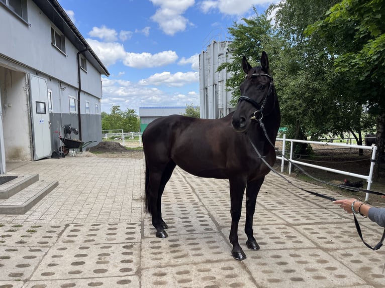 Polnisches Warmblut Stute 9 Jahre 164 cm Rappe in Ostr&#xF3;w Wielkopolski