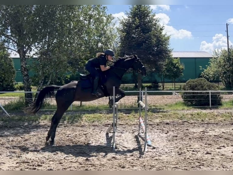 Polnisches Warmblut Stute 9 Jahre 164 cm Rappe in Ostr&#xF3;w Wielkopolski