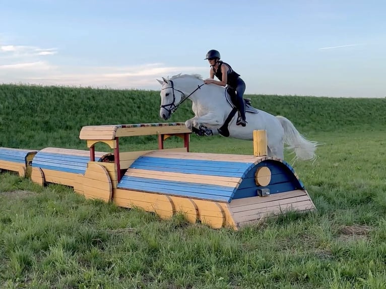 Polnisches Warmblut Stute 9 Jahre 169 cm Schimmel in Łazy