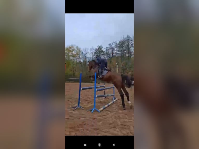 Polnisches Warmblut Mix Stute 9 Jahre 172 cm Hellbrauner in Sokolniki Gwiazdowskie