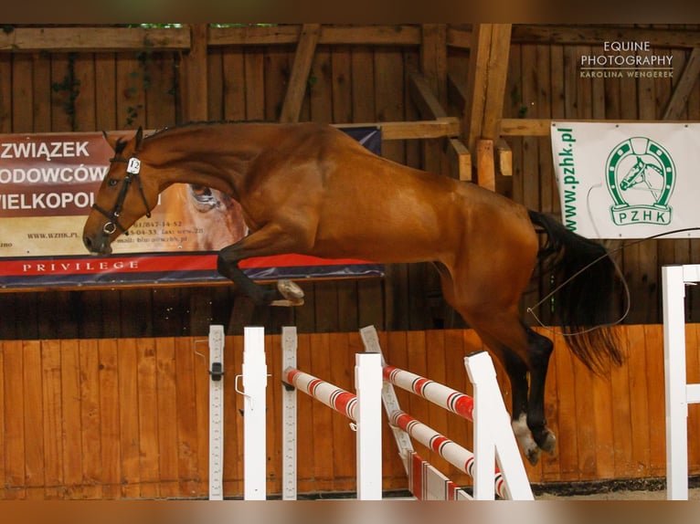 Polnisches Warmblut Mix Stute 9 Jahre 172 cm Hellbrauner in Sokolniki Gwiazdowskie