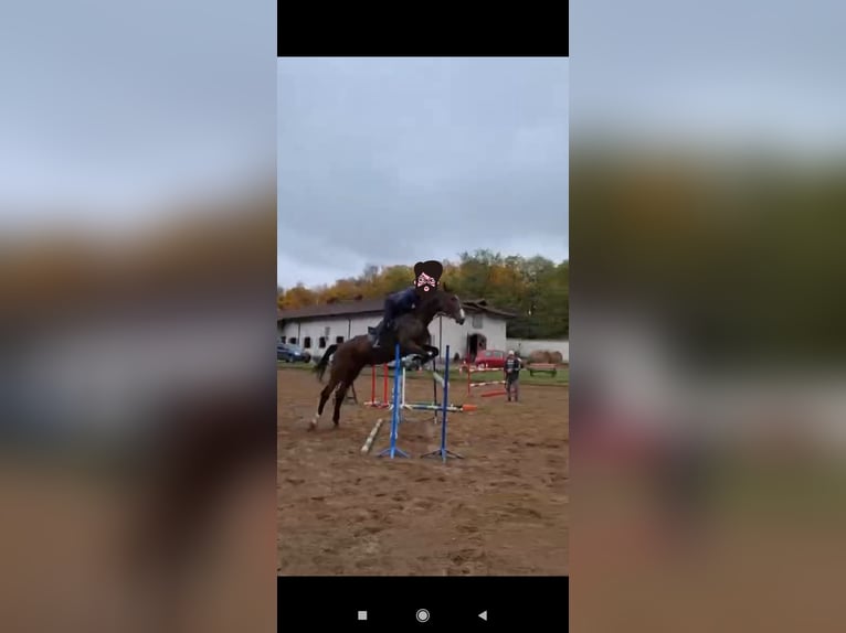 Polnisches Warmblut Mix Stute 9 Jahre 172 cm Hellbrauner in Sokolniki Gwiazdowskie