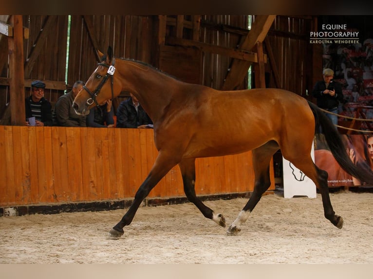 Polnisches Warmblut Mix Stute 9 Jahre 172 cm Hellbrauner in Sokolniki Gwiazdowskie