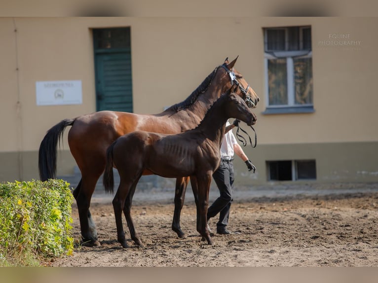 Polnisches Warmblut Stute  150 cm Dunkelbrauner in Margonin