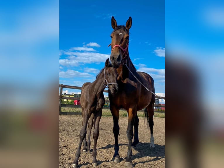 Polnisches Warmblut Stute  150 cm Dunkelbrauner in Margonin