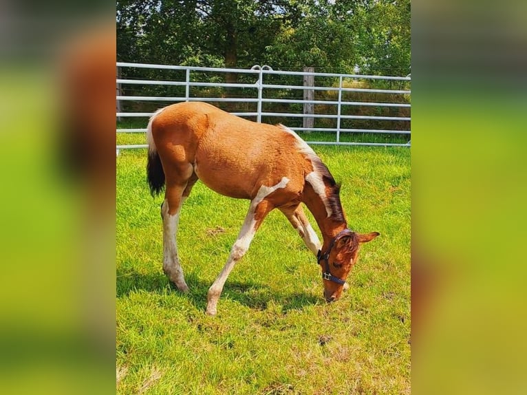 Polnisches Warmblut Mix Stute Fohlen (05/2024) 155 cm Schecke in Bredstedt