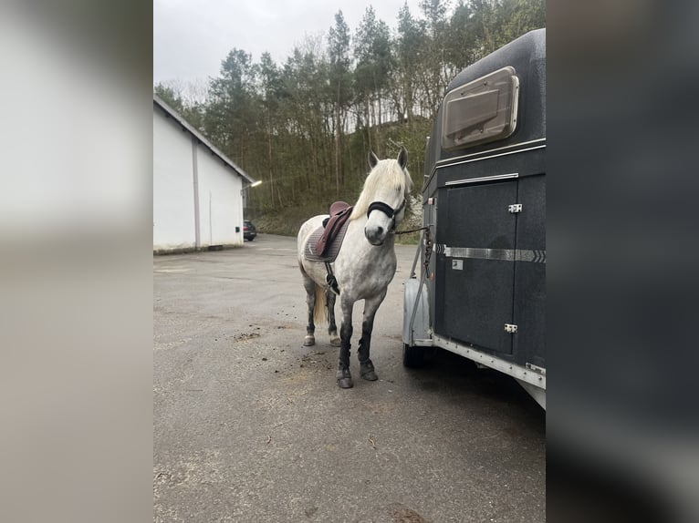 Polnisches Warmblut Wallach 10 Jahre 155 cm Apfelschimmel in Warburg