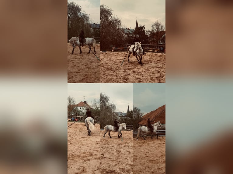 Polnisches Warmblut Wallach 10 Jahre 155 cm Apfelschimmel in Warburg