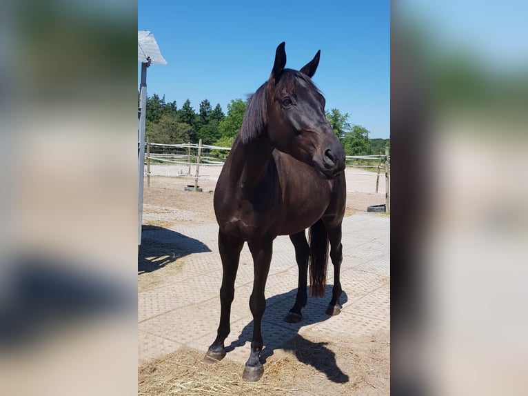 Polnisches Warmblut Mix Wallach 10 Jahre 158 cm Schwarzbrauner in Neulingen