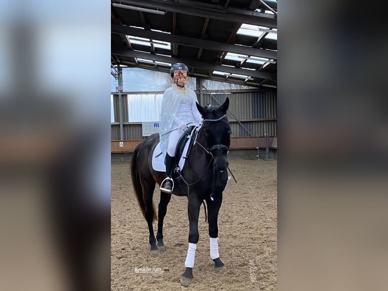 Polnisches Warmblut Mix Wallach 10 Jahre 158 cm Schwarzbrauner in Neulingen