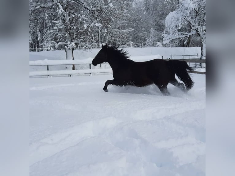 Polnisches Warmblut Wallach 10 Jahre 165 cm Rappe in Leutkirch im Allgäu