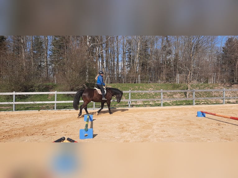 Polnisches Warmblut Wallach 10 Jahre 165 cm Rappe in Leutkirch im Allgäu