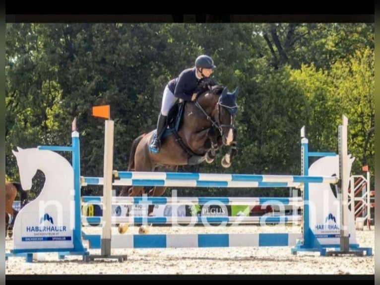 Polnisches Warmblut Wallach 10 Jahre 165 cm Rappe in B&#xF6;heimkirchen