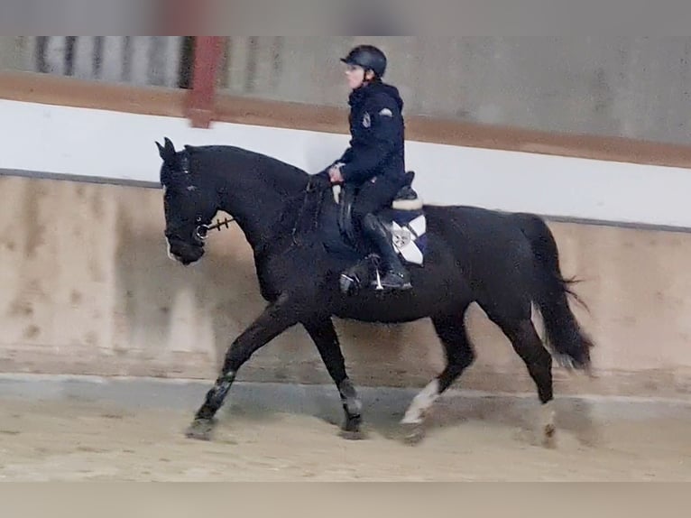 Polnisches Warmblut Wallach 10 Jahre 165 cm Rappe in B&#xF6;heimkirchen