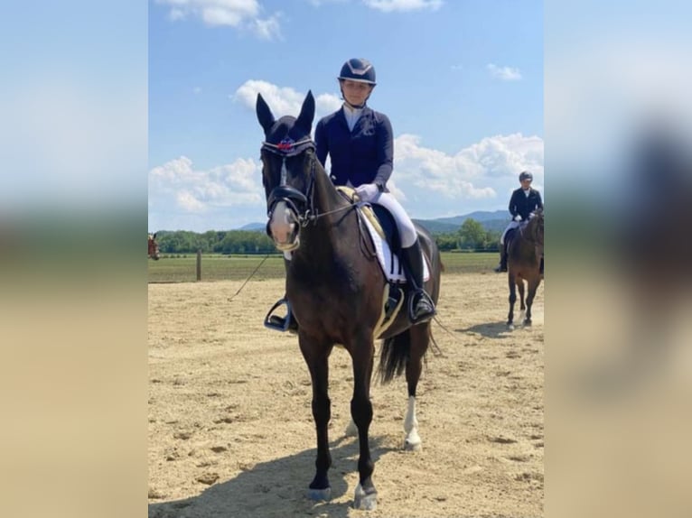 Polnisches Warmblut Wallach 10 Jahre 165 cm Rappe in B&#xF6;heimkirchen