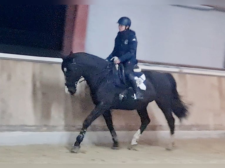 Polnisches Warmblut Wallach 10 Jahre 165 cm Rappe in B&#xF6;heimkirchen