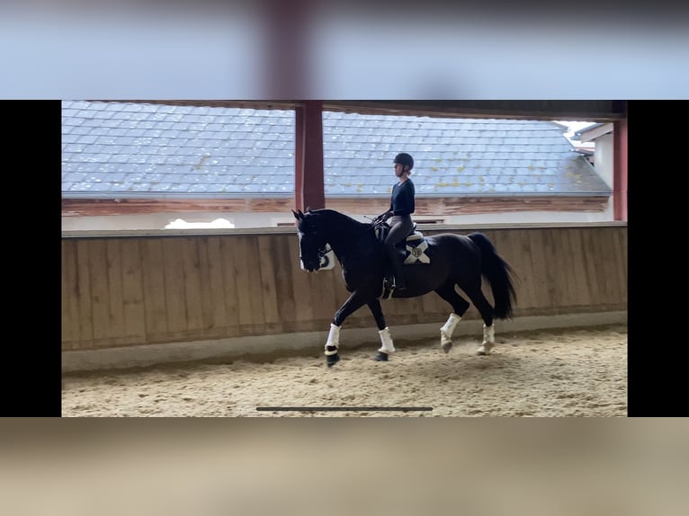 Polnisches Warmblut Wallach 10 Jahre 165 cm Rappe in B&#xF6;heimkirchen