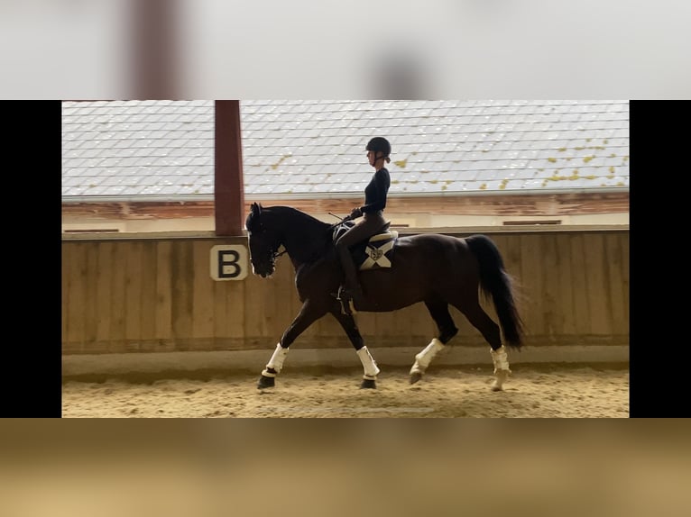Polnisches Warmblut Wallach 10 Jahre 165 cm Rappe in B&#xF6;heimkirchen