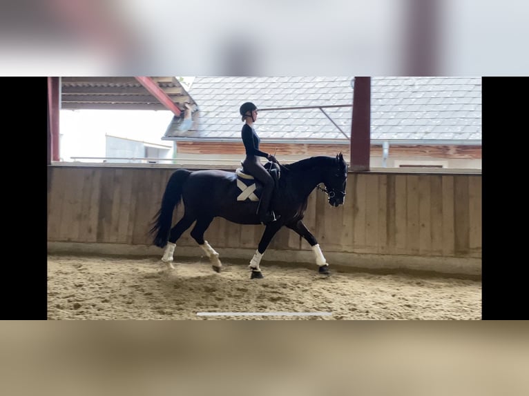 Polnisches Warmblut Wallach 10 Jahre 165 cm Rappe in B&#xF6;heimkirchen
