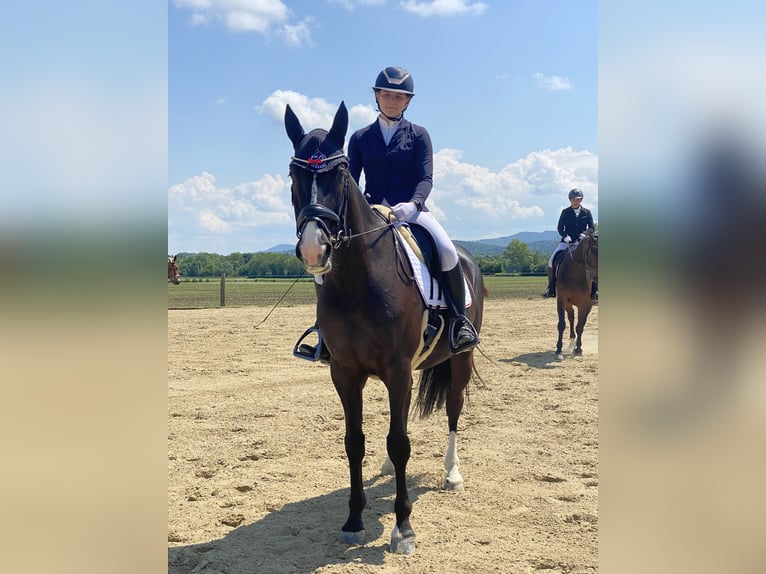 Polnisches Warmblut Wallach 10 Jahre 165 cm Rappe in Zendorf