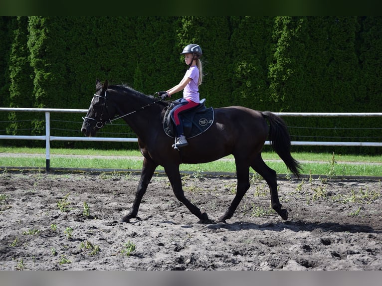 Polnisches Warmblut Wallach 10 Jahre 167 cm Rappe in Che&#x142;mno