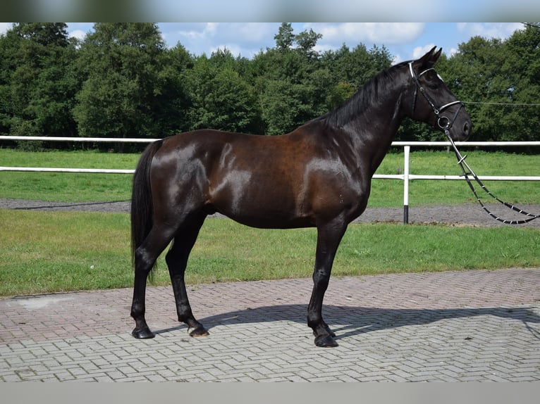 Polnisches Warmblut Wallach 10 Jahre 167 cm Rappe in Che&#x142;mno