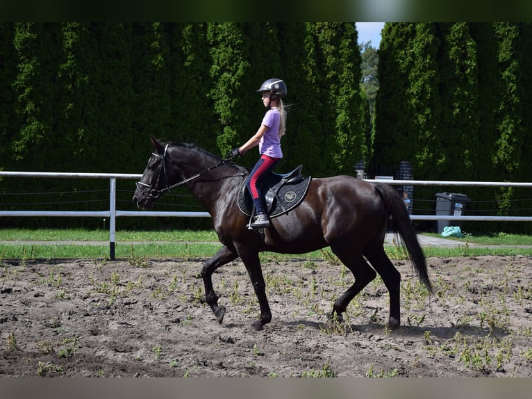 Polnisches Warmblut Wallach 10 Jahre 167 cm Rappe in Che&#x142;mno