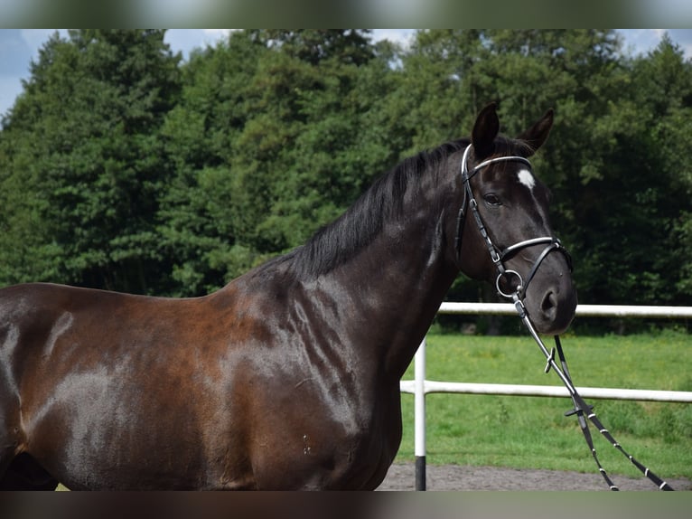 Polnisches Warmblut Wallach 10 Jahre 167 cm Rappe in Che&#x142;mno