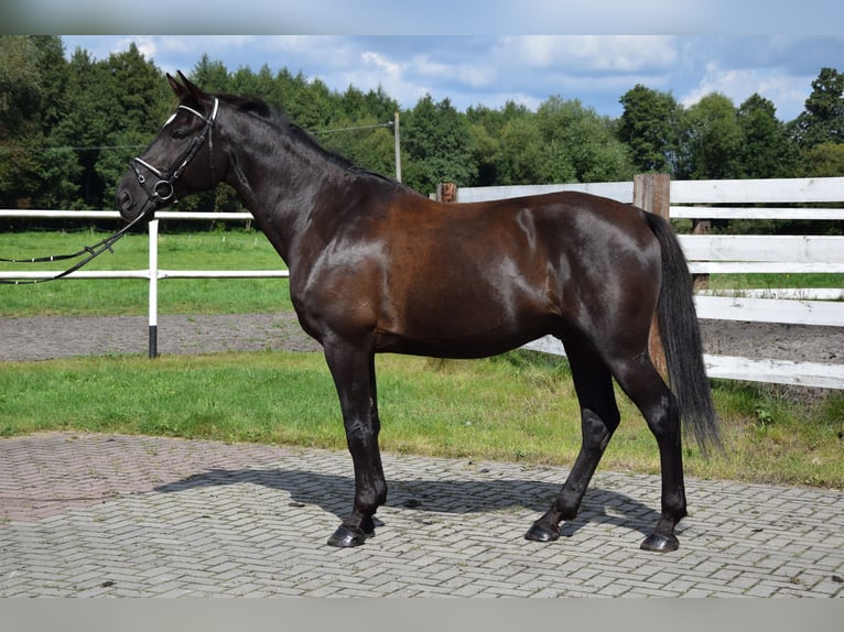Polnisches Warmblut Wallach 10 Jahre 167 cm Rappe in Che&#x142;mno