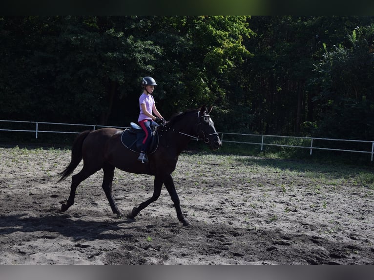 Polnisches Warmblut Wallach 10 Jahre 167 cm Rappe in Che&#x142;mno